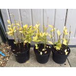 Plants : Large leaf spindle (3 plants) CONDITION: Please Note - we do not make