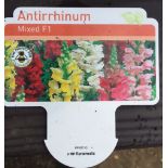 Plants : Tray of Antirrhinum ( Mixed) (12 plants) CONDITION: Please Note - we do