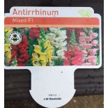 Plants : Tray of Antirrhinum ( Mixed) (12 plants)