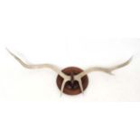 Taxidermy : A pair of six - point Red Deer antlers , mounted unusually on a mahogany roundel ,