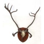 Taxidermy : An imposing c1900 half - skull mount of Caribou antlers , on mahogany shield .