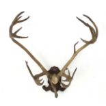 Taxidermy : A continental c1900 half - skull mount of Reindeer antlers ,