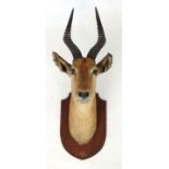 Taxidermy : An early 20thC head mount of a Puku , on oak shield ,