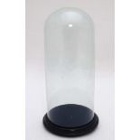 Taxidermy : A vacant c1900 Glass Dome on stepped , blue baize topped ebonised wooden base ,