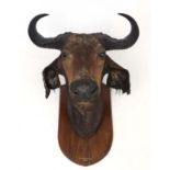 Taxidermy : An imposing early 20thC Cape Buffalo head mount on oak shield ,