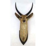 Taxidermy : An early 20thC head mount of an Antelope ,