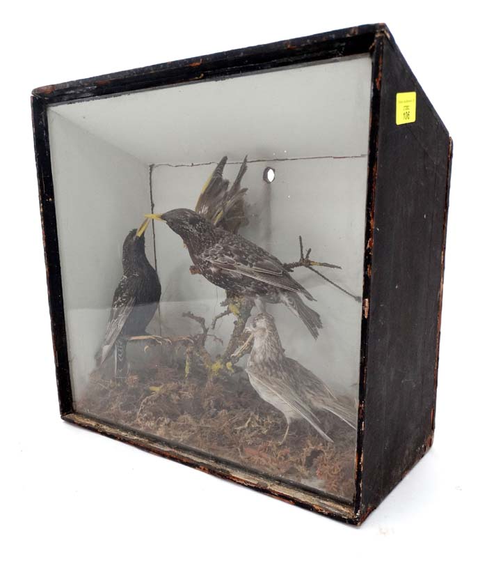 Cased Taxidermy bird group in naturalistic setting to include Starlings, - Image 2 of 3