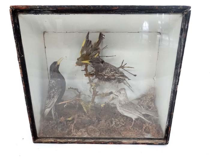 Cased Taxidermy bird group in naturalistic setting to include Starlings, - Image 3 of 3