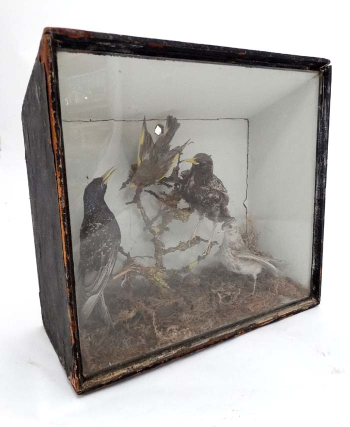 Cased Taxidermy bird group in naturalistic setting to include Starlings,