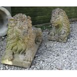 A pair of large re-constituted stone couchant lions, each ( handed ) 36" long x 13"w x 23"h .