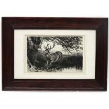 C.1900 etching. Stag at water's edge under a tree. In an old oak frame . Aperture 5 3/4 x 9 1/8".