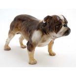 A Royal Doulton figure modelled as an English bull dog in brindle and white gloss finish,