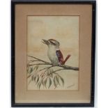 A P H Simpson early XX Australia, Watercolour, Kookaburra on a Eycalyptus tree branch,