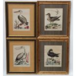 After George Edwards ( 1694-1773) Naturalist, Four original hand coloured engravings 1943-1953,