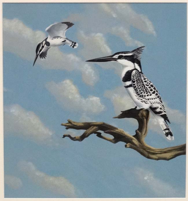 Chloe Talbot Kelly ( 1927), Oil on card, ' Pied Kingfishers of Africa' , - Image 3 of 3