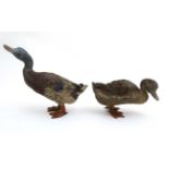 A pair of early - mid 20 thC cold painted bronze ducks, ( drake and duck) standing 4 1/2" high,