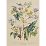 *Botany. A mixed collection of approximately 125 engravings, 19th century, engravings and