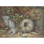 *@Palmer (John, 19th-c.). A Chaffinch's Nest, fine watercolour heightened with bodycolour, signed