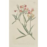 Curtis (William, and others). Curtis's Botanical magazine; or Flower-Garden displayed, a broken