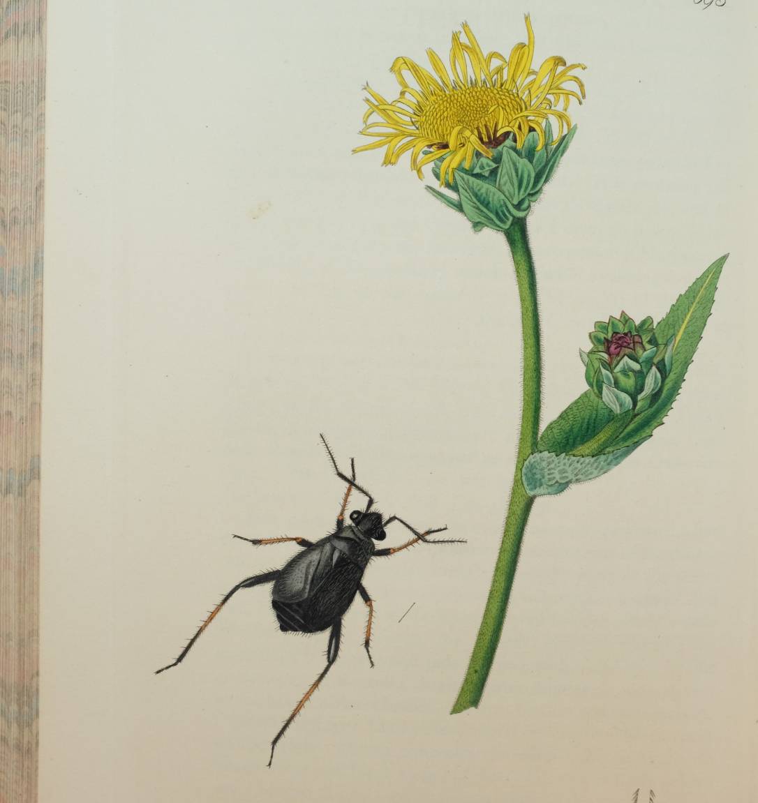 Curtis (John). British Entomology; Being Illustrations and Descriptions of the Genera of Insects - Image 10 of 11