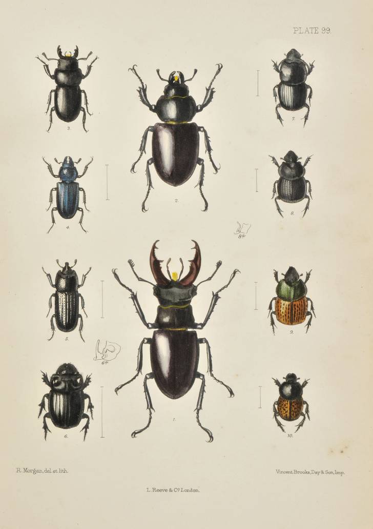 Fowler (W.W.). The Coleoptera of the British Islands. A Descriptive Account of the Families,