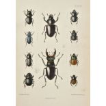 Fowler (W.W.). The Coleoptera of the British Islands. A Descriptive Account of the Families,