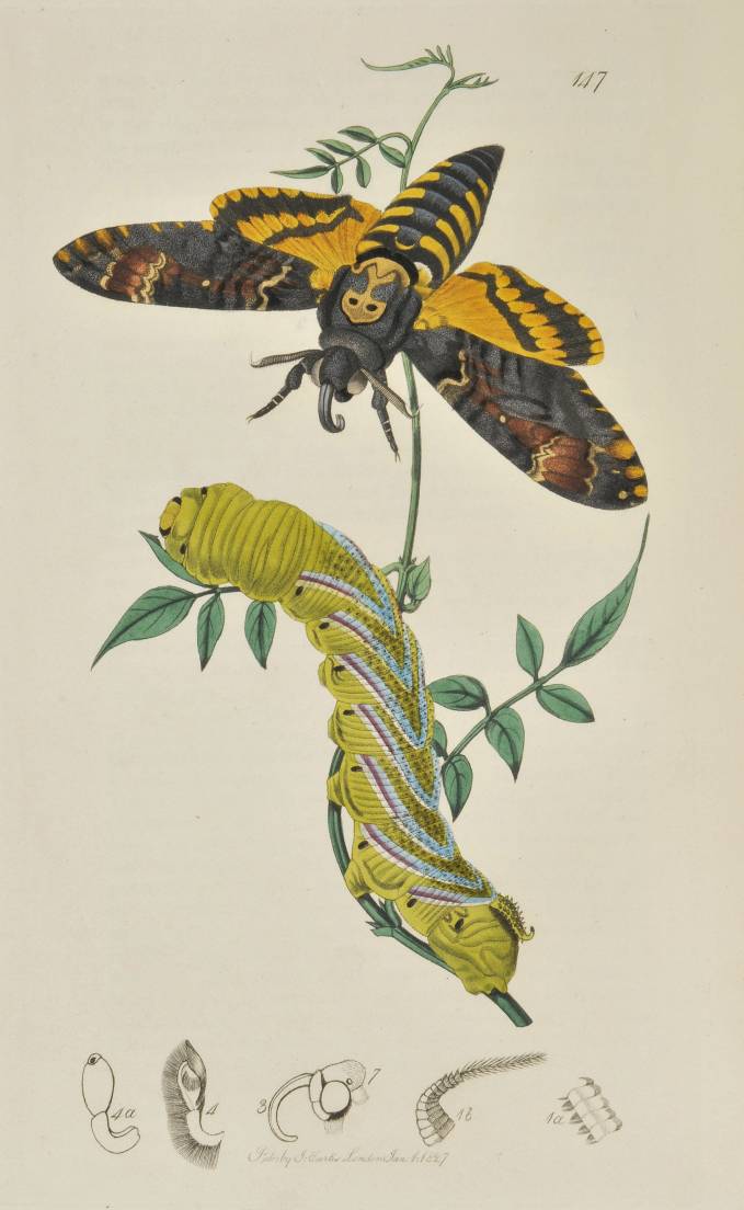 Curtis (John). British Entomology; Being Illustrations and Descriptions of the Genera of Insects - Image 4 of 11