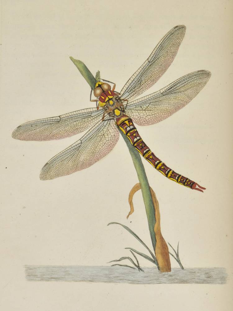 Donovan (Edward). The Natural History of British Insects; Explaining them in their several states, - Image 2 of 11