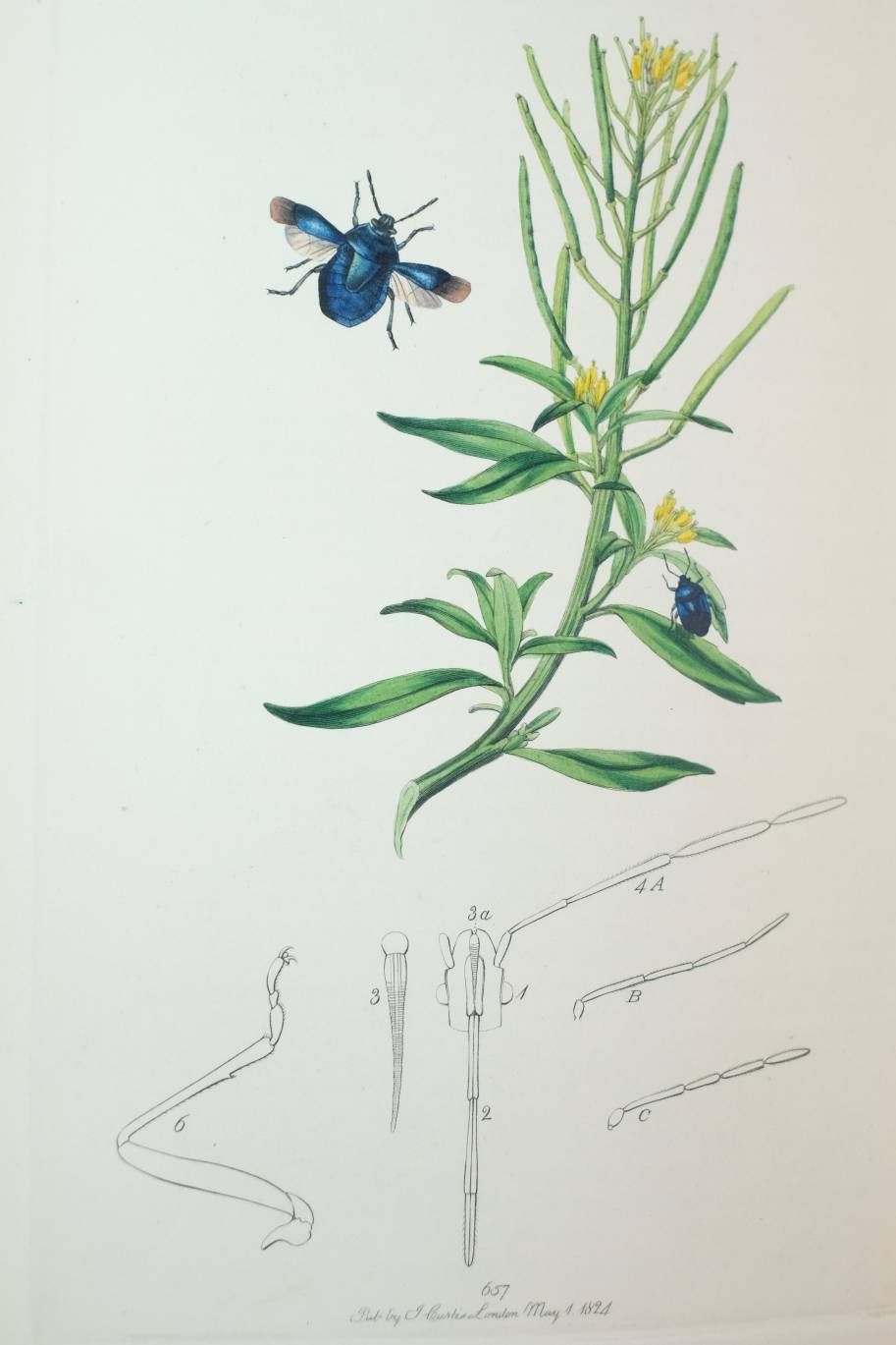 Curtis (John). British Entomology; Being Illustrations and Descriptions of the Genera of Insects - Image 11 of 11