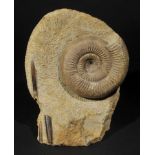 *Stephanoceras Ammonite from Somerset. This highly ribbed ammonite comes from the Yeovil area of