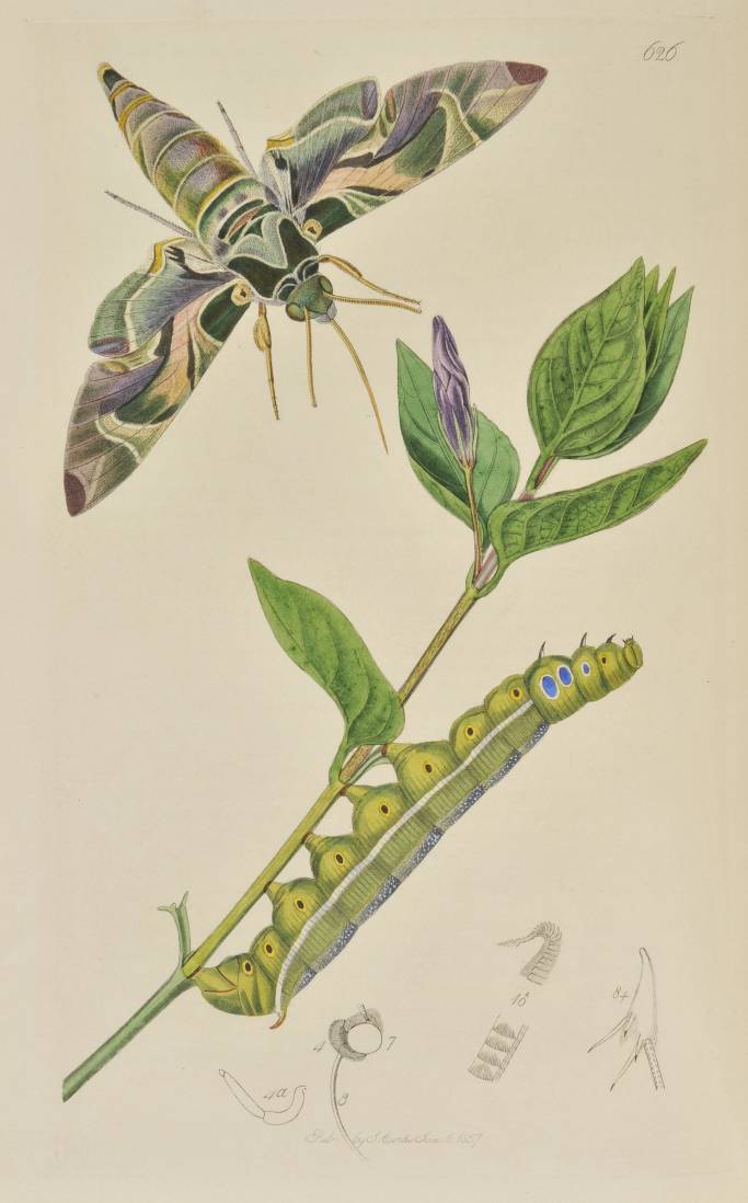 Curtis (John). British Entomology; Being Illustrations and Descriptions of the Genera of Insects - Image 3 of 11