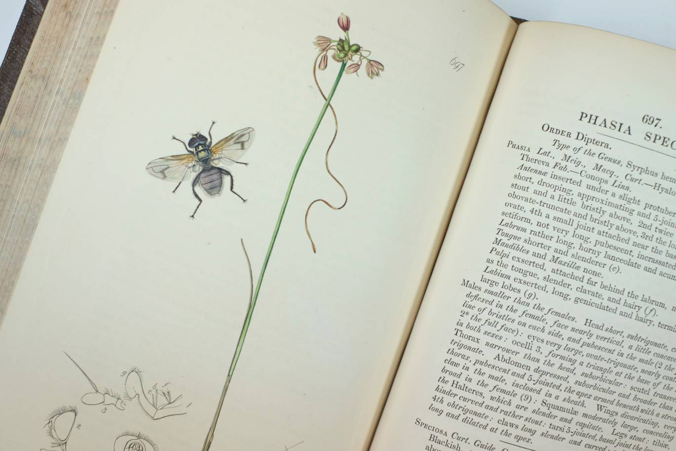 Curtis (John). British Entomology; Being Illustrations and Descriptions of the Genera of Insects - Image 7 of 11