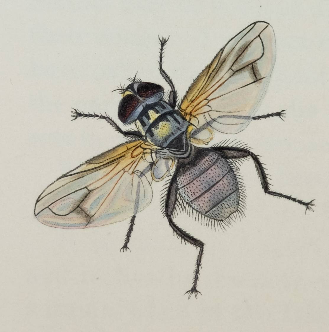 Curtis (John). British Entomology; Being Illustrations and Descriptions of the Genera of Insects - Image 8 of 11