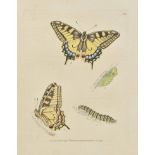 Lewin (William). The Insects of Great Britain, Systematically Arranged, Accurately Engraved, and