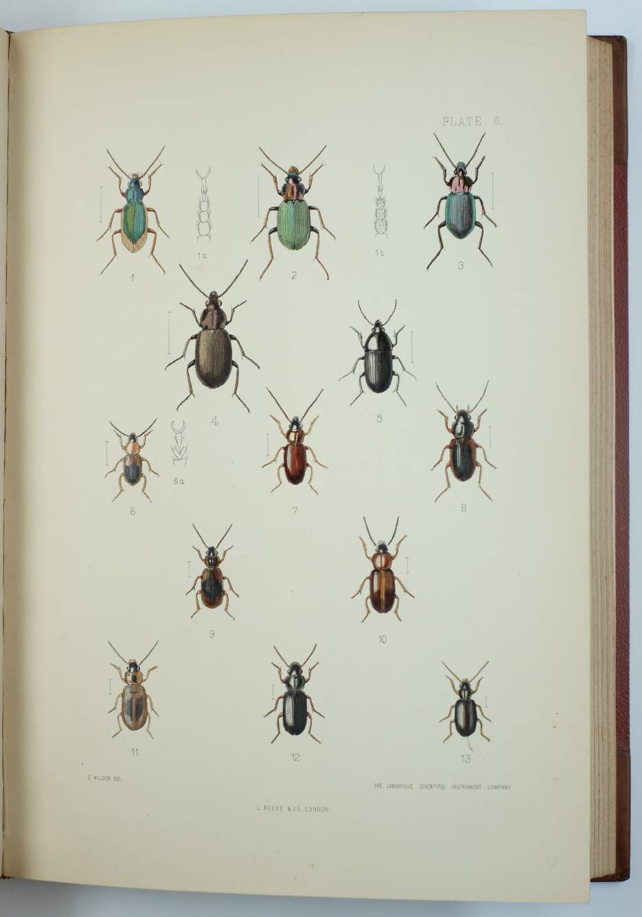 Fowler (W.W.). The Coleoptera of the British Islands. A Descriptive Account of the Families, - Image 5 of 6