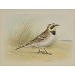 *Vowles (R.A.). Shore Lark [and] White Wagtail, circa 1960, two watercolours, signed by artist to