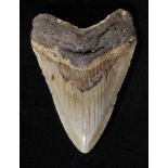 *Megalodon tooth, East Coast of Florida, USA, its scientific name Carcharocles megalodon