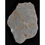 *Starfish Fossil (Ophiuroidea). Upper Ordovician, approximately 440 million years old from the