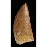 *Tyrannosaurus Tooth. A large and impressive tooth from the T-Rex of North Africa, the species is