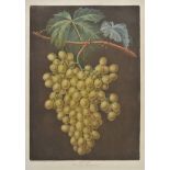 *Brookshaw (George). Two plates of grapes originally published in 'Pomona Britannia', [1812], two