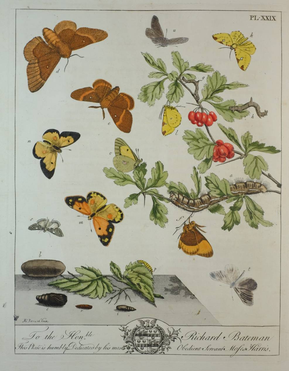 Harris (Moses). The Aurelian: Or, Natural History of English Insects; Namely Moths and - Image 12 of 12