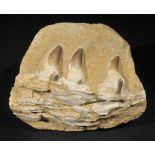 *Mosasaur (Prognathodon) Jaw section. This rare fossil comes from the phosphate mines of North