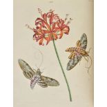 Wilkes (Benjamin). One Hundred and Twenty Copper-Plates of English Moths and Butterflies,