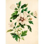 *Botany. A collection of original watercolours and prints of flowers and plants, 18th and 19th