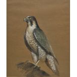 *Falcon. Gayle (Unknown), Study of a Peregrine Falcon, late 20th century, pastel drawing, signed '