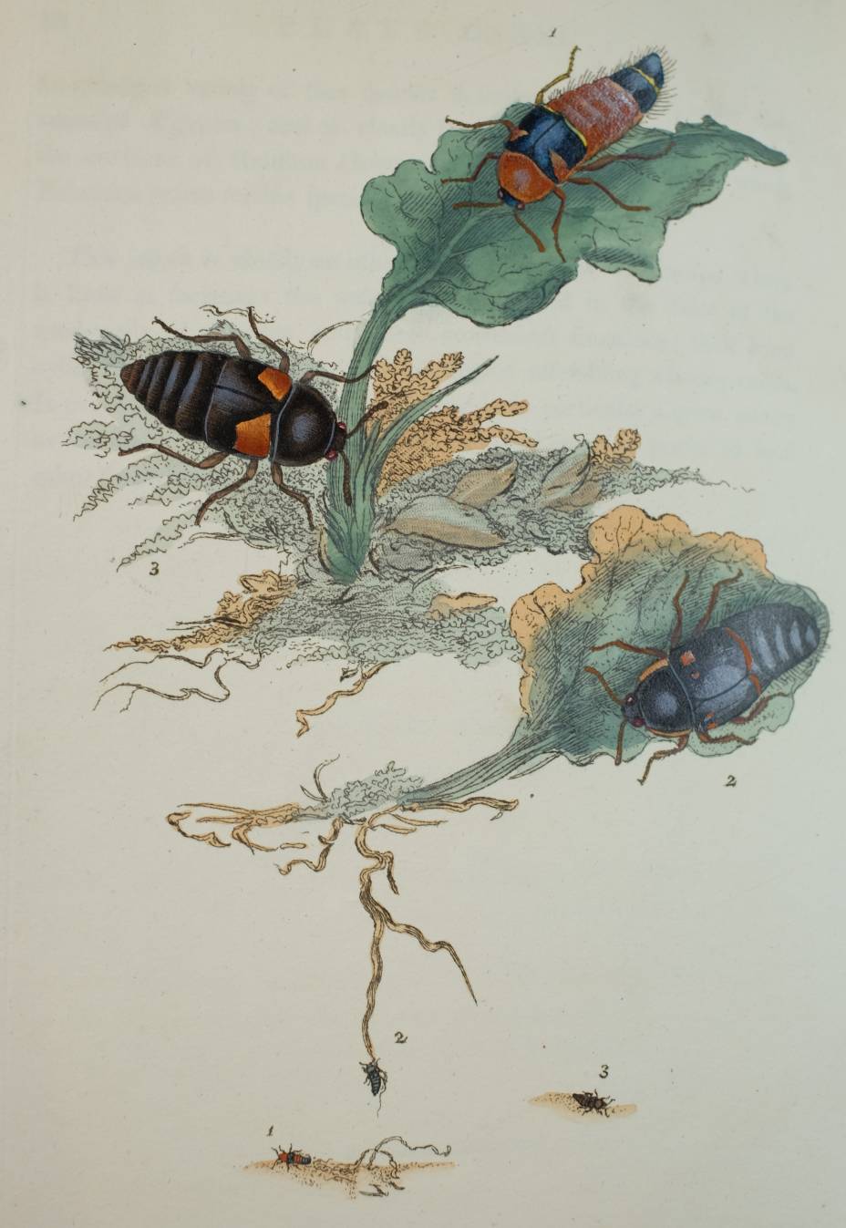 Donovan (Edward). The Natural History of British Insects; Explaining them in their several states, - Image 11 of 11