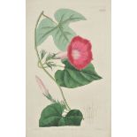*Natural history. A mixed collection of approximately 125 engravings, mostly 19th century,