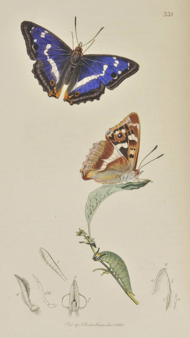 Curtis (John). British Entomology; Being Illustrations and Descriptions of the Genera of Insects - Image 2 of 11