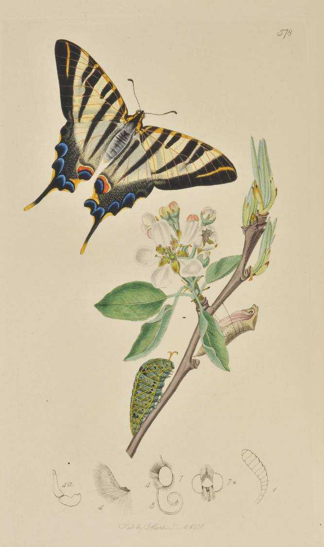 Curtis (John). British Entomology; Being Illustrations and Descriptions of the Genera of Insects