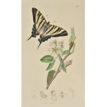 Curtis (John). British Entomology; Being Illustrations and Descriptions of the Genera of Insects